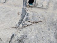 PŁYTA PODWOZIA Osłona silnika dolna Hyundai Tucson I 2.0 CRDi 16v