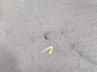 Wygłuszenie maski PODBITKA BMW X5 F15