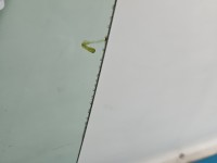 Szyba drzwi przód lewa Maserati Quattroporte VI 13- sedan