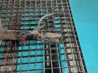 Amortyzator przód prawy przedni Toyota Rav4 II 00-