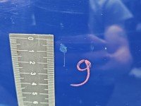 DRZWI PRZÓD LEWE KIEROWCY Toyota Corolla E12 3d granatowy 8Q4