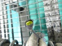 Amortyzator przód lewy przedni Infiniti FX II QX70