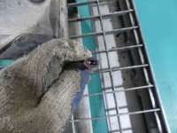 Amortyzator przód lewy przedni Opel Insignia A