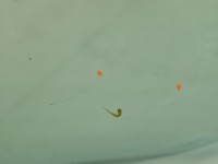 Szyba drzwi przód lewa BMW F01 sedan