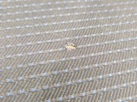 Fotel lewy przód kierowcy Suzuki Swift Mk6 EU 5d Suzuki, Europejska, Regulowany ręcznie, dziury w materiale