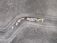 Wygłuszenie maski PODBITKA Renault Clio II