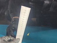 Drzwi tył prawe Opel Astra V K kombi 5d GB9 22Y