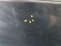 Klapa tył Honda Fr-v HB 5d B92P