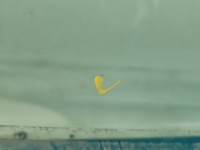 Szyba drzwi przód prawa pasażera Nissan Qashqai I J10 06-13 Rysy.2009R HB