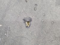 Wygłuszenie maski PODBITKA Ford Edge II