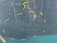 Drzwi tył lewe Opel Insignia A kombi 5d Z22 A