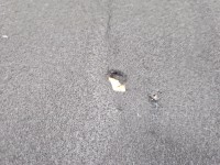 Wykładzina bagażnika podłoga Peugeot 508 II 18-