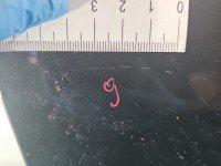 DRZWI PRZÓD PRAWE PASAŻERA Ford Focus Mk1 5d grafitowy