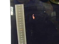 DRZWI PRZÓD PRAWE PASAŻERA Ford Focus Mk2 5d granatowy