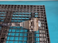 Półoś tył prawa AUDI A6 C7 3.0 tdi automat