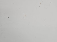 Maska przednia Vw Transporter T4