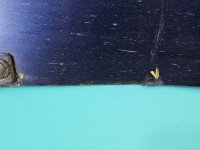 Listwa progowa prawa PRÓG NAKŁADKA infiniti Q50 I 13-17 76850-4GA0H