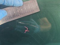 DRZWI PRZÓD PRAWE PASAŻERA Renault Megane I 5d zielony NV926