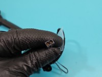 Pas bezpieczeństwa przód prawy pasażera Seat Leon III 12- 5F0857756A