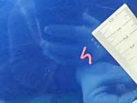 DRZWI PRZÓD PRAWE PASAŻERA Peugeot 107 5d granatowy KNR