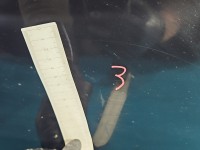 DRZWI PRZÓD PRAWE PASAŻERA Fiat Tipo II 15- 4d 718