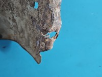 Błotnik przód lewy Toyota Corolla E11 6P5