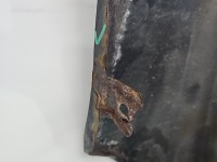 Błotnik przód prawy Bmw e39 310/7