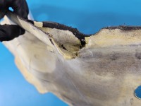 Wygłuszenie pozostałe PODBITKA Renault Master III 10-24