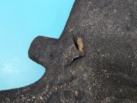 Wygłuszenie maski PODBITKA AUDI Q5 08-