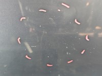 Drzwi tył lewe Seat Cordoba II 6L sedan 4d LC7V