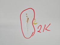 Drzwi przesuwne prawe boczne Ford Transit MK8 13-17