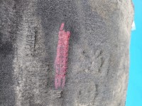 Nadkole przód lewe Peugeot 508 I 9670948540