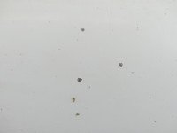 Maska przednia Opel Movano I biały 0389