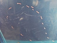 Maska przednia Fiat Freemont Brak