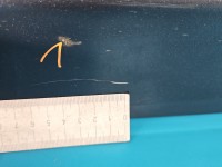 DRZWI PRZÓD PRAWE PASAŻERA Hyundai Elantra VI 15-20 4d grafitowy YT3