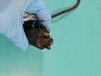 Cewka zapłonowa Suzuki Burgman 400 07-09 0.4b IMPRK1407959, Europejska, DENSO