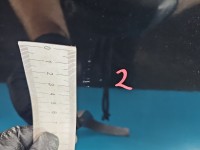 DRZWI PRZÓD PRAWE PASAŻERA Bmw e60 e61 4d 475/9