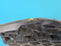 Wzmocnienie zderzaka przód belka Kia Sportage III 10-15 Producent części: KIA, pęknięcie przednie 1k