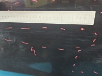 DRZWI PRZÓD PRAWE PASAŻERA Peugeot 508 I 5d KDMD