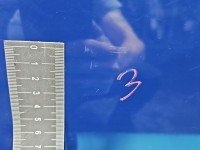 DRZWI PRZÓD LEWE KIEROWCY Toyota Corolla E12 3d granatowy 8Q4