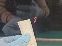 DRZWI PRZÓD PRAWE PASAŻERA Ford Fiesta Mk6 5d czarny D2