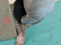 DRZWI PRZÓD PRAWE PASAŻERA Honda Civic VIII UFO 5d beżowy yr559m