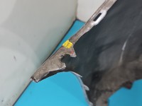 Zderzak przód MAZDA 5 05- srebrny