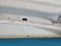 Maska przednia Peugeot Partner II biały EWP