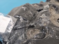 Zbiornik AdBlue BMW G30 2.0d