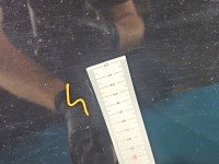 DRZWI PRZÓD PRAWE PASAŻERA Chevrolet Captiva 5d czarny GAR