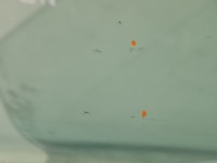 Szyba drzwi przód lewa BMW F01 sedan