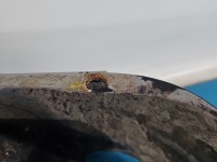 Błotnik przód lewy Renault Clio II NV632