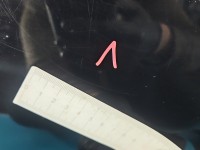 DRZWI PRZÓD LEWE KIEROWCY Hyundai I10 I 5d MZH