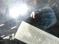 DRZWI PRZÓD LEWE KIEROWCY Suzuki XL-7 II 06-09 5d czarny 1SC